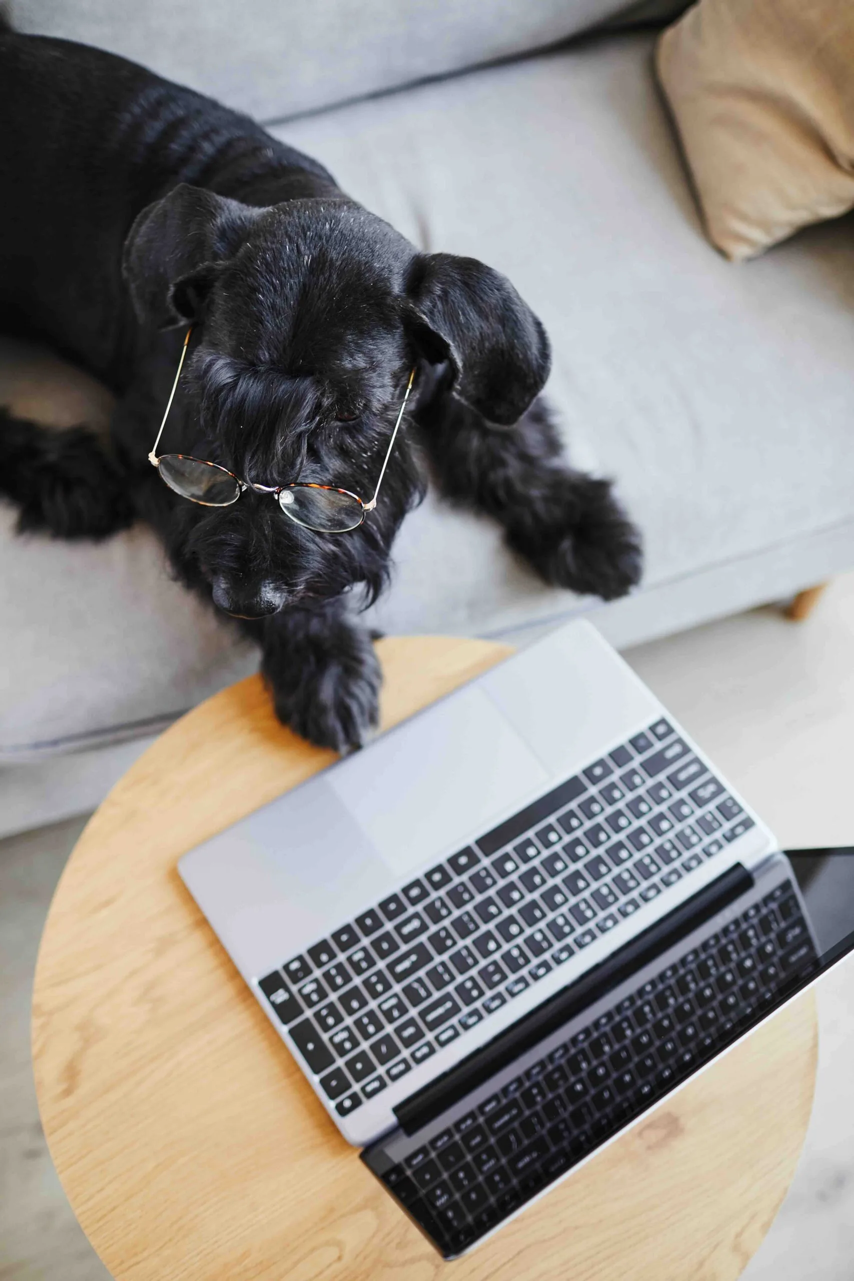 Dog lying on a sofa next to a laptop
